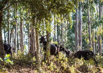 cabras floresta