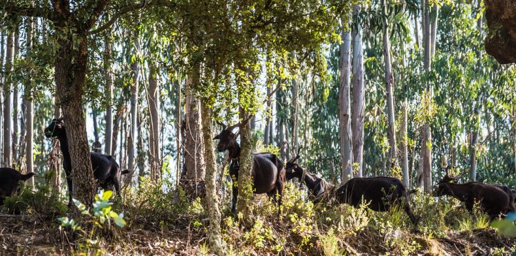 cabras floresta