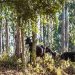 cabras floresta