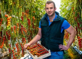 agricultor tomate