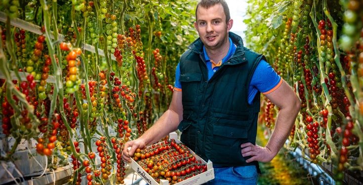 agricultor tomate