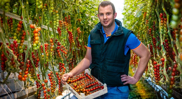 agricultor tomate