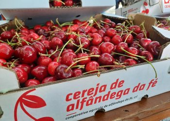 cereja alfândega da fé