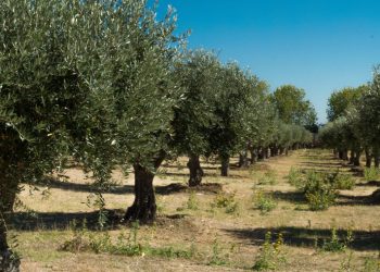 oliveiras