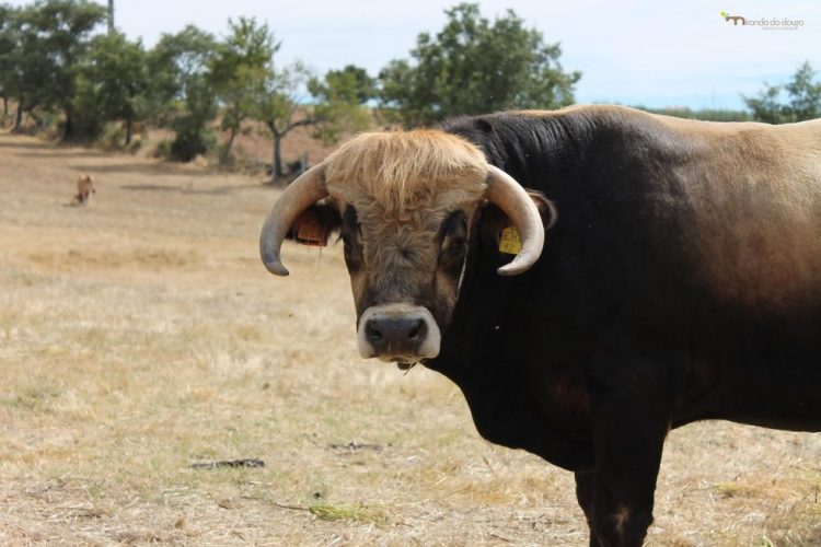 bovino
