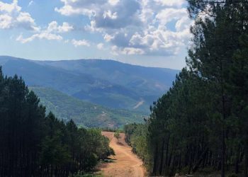 floresta