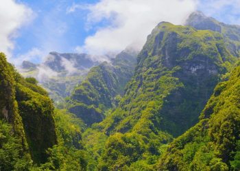 floresta laurissilva madeira