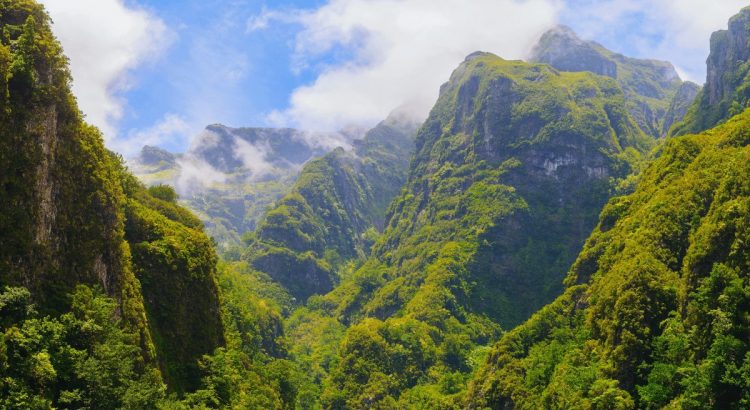 floresta laurissilva madeira