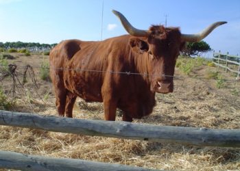vaca raça algarvia