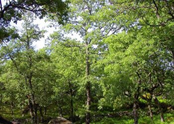 Parque Natural da Serra de São Mamede