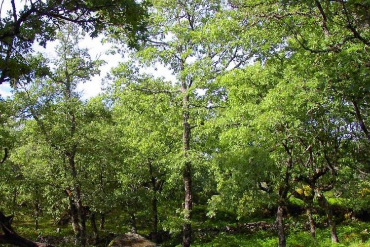 Parque Natural da Serra de São Mamede