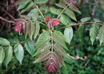 ailanthus altissima