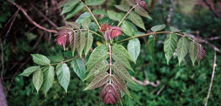 ailanthus altissima