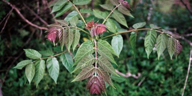 ailanthus altissima