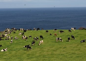 açores