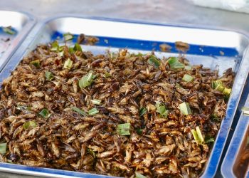 insetos alimentação animal