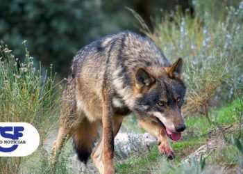 lobo iberico