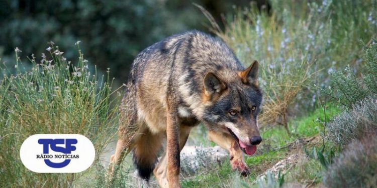 lobo iberico