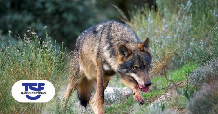 lobo iberico