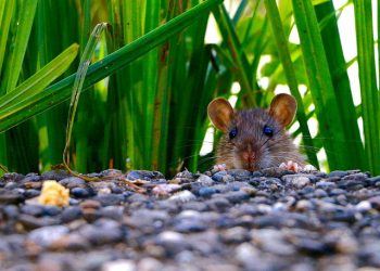 rato