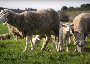 ovelha Merino da Beira Baixa