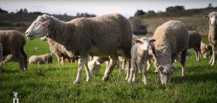 ovelha Merino da Beira Baixa