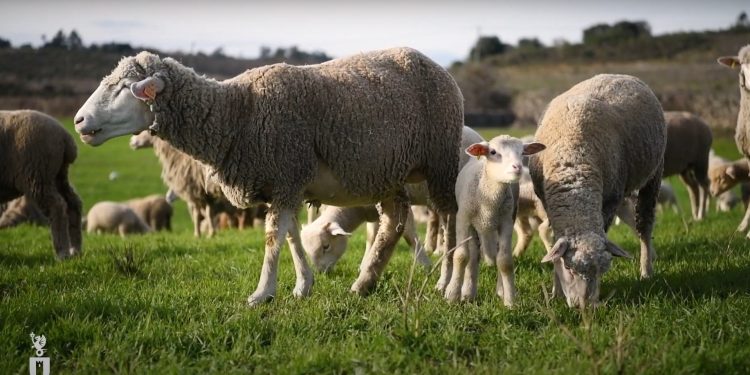 ovelha Merino da Beira Baixa