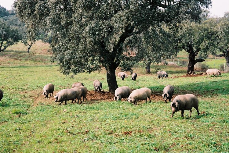 porco alentejano