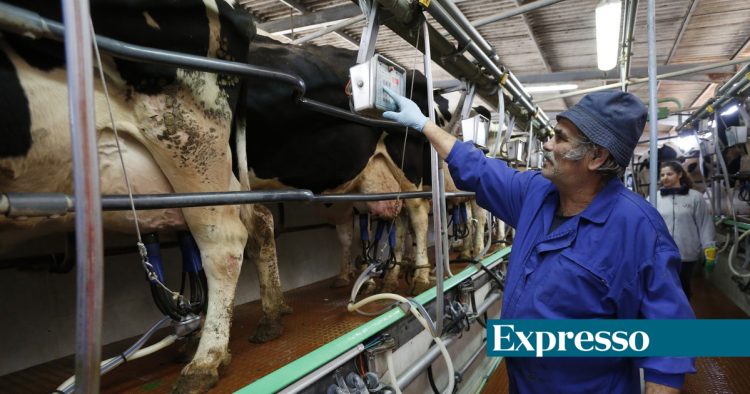 vacas