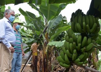 bananeiras