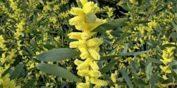 Acacia longifolia - © Elizabete Marchante