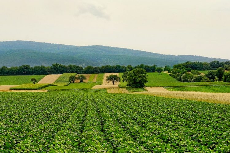 agricultura universidade aveiro