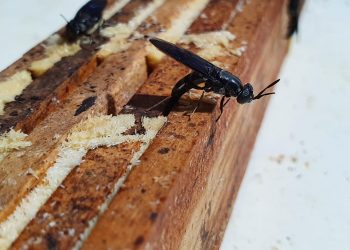 mosca entogreen