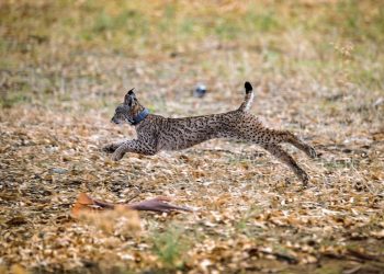 Lince ibérico icnf