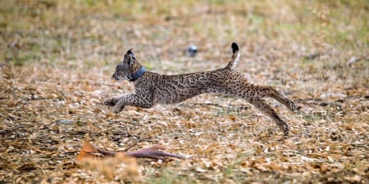 Lince ibérico icnf