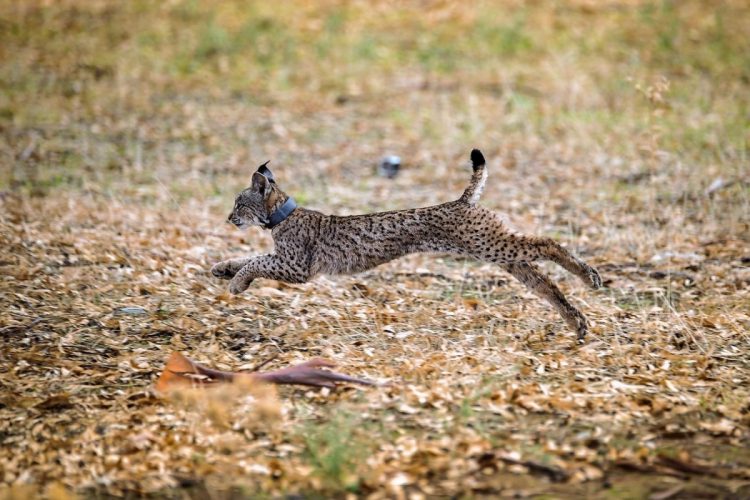 Lince ibérico icnf