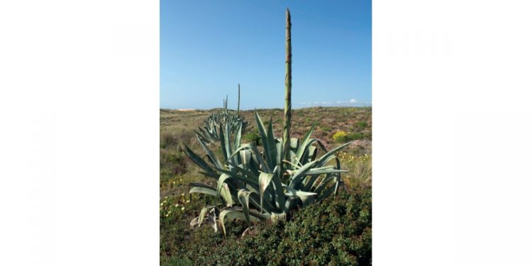 agave