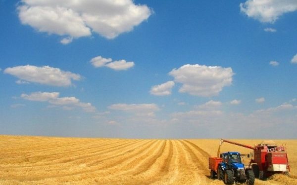 agricultura trigo