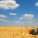 agricultura trigo
