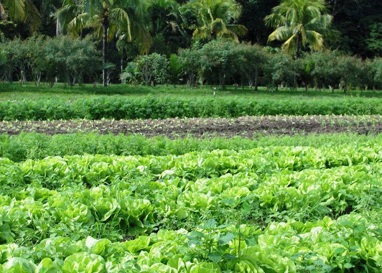 agrofloresta