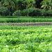 agrofloresta