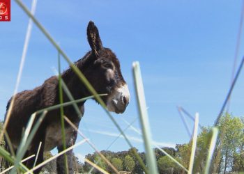 burro de miranda