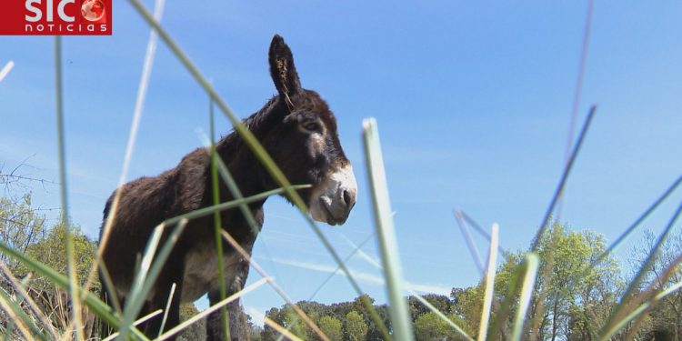 burro de miranda