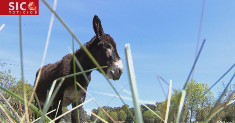 burro de miranda