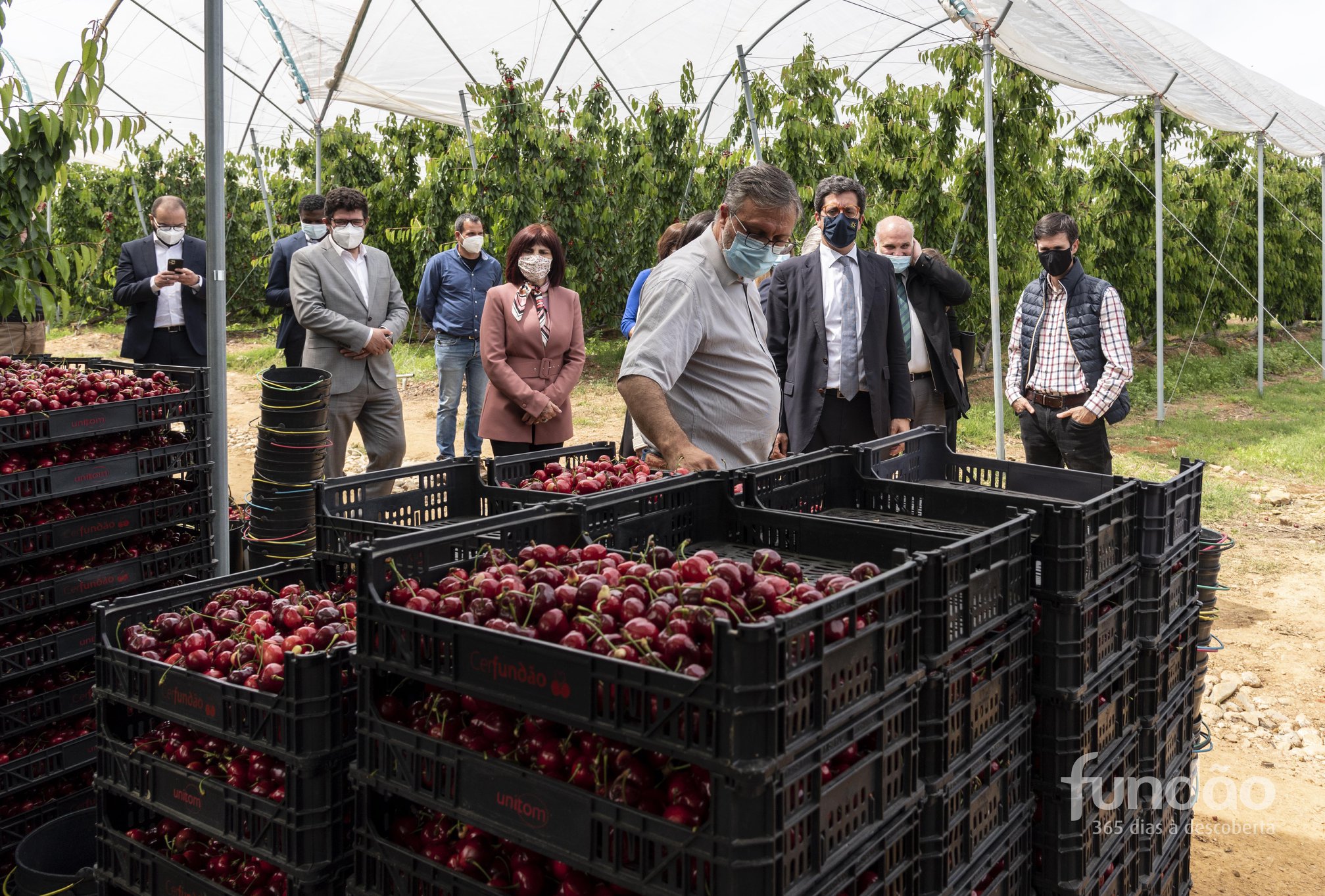 Campanha da cereja no Fundão - Agroportal