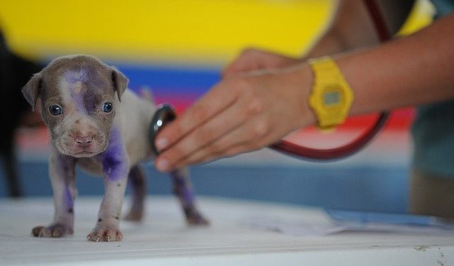 cão veterinário