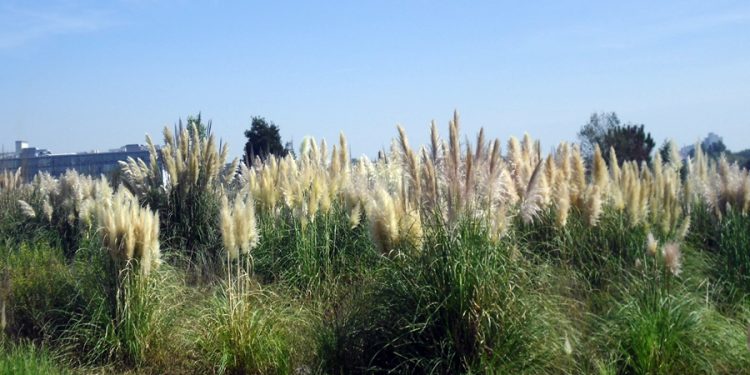 erva das pampas