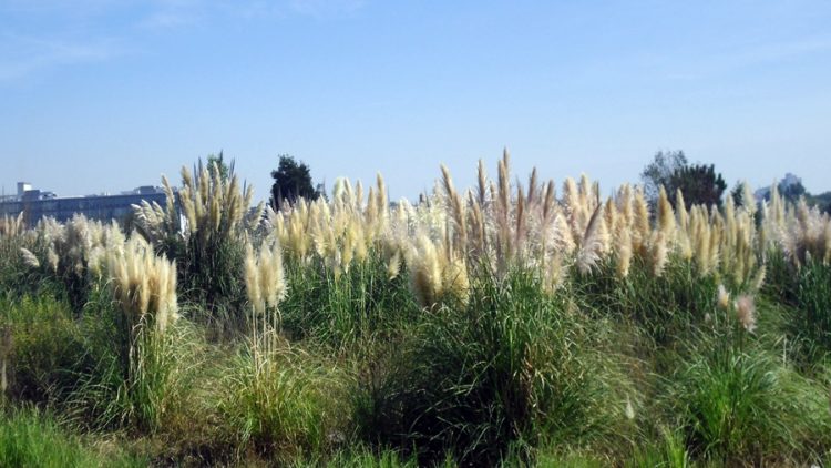 erva das pampas