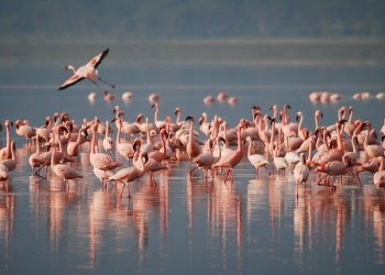 flamingos