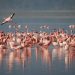 flamingos